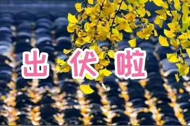 天气预报：今日出伏，下雨天气，有啥预兆？看看老祖宗农谚俗语图片
