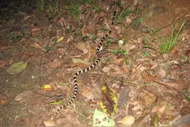 我国最毒的毒蛇，1毫克毒液足以致命，被咬中却很难察觉图片