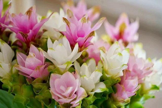 贝拉小蜜蜂草本身体乳