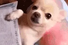 1岁女童遭大型犬飞扑抓伤，犬主一走了之图片