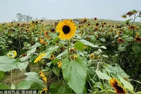 金秋去哪看向日葵花海？这三处强推！有的还能露营~图片