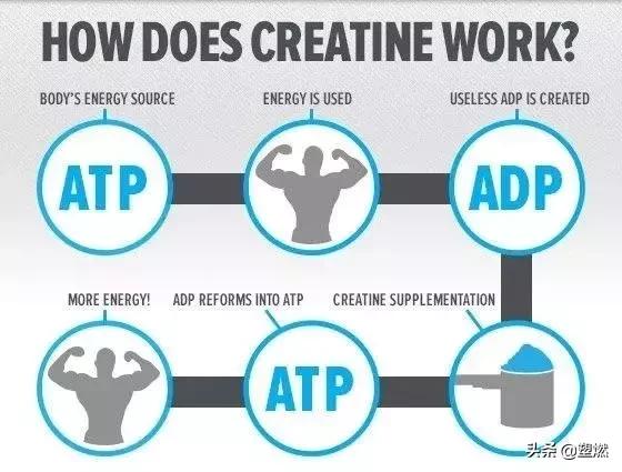 关于“肌酸”的一切疑问，这篇为你解答