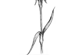 手绘 花 图片 铅笔画 简单 素描 简笔画图片