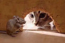 猫会认得回家的路吗？图片