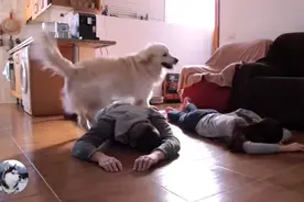 夫妻俩“装死”吓金毛，结果却悲剧了，主人：它故意使坏图片