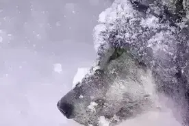 华为员工离职心声：跪舔，唯上，公司不是家，一将功成万骨枯图片