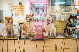 魔都第①家巨贵狗咖！无限时撸狗桌游图片