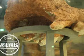 快看它正在孵蛋！江西赣州发现7000万年前窃蛋龙化石，举世罕见图片