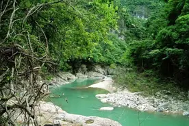 突破生长极限？炉西大峡谷现“巨型溪石斑”，网友：老成精了图片