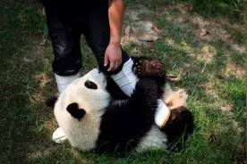 大熊猫被降级，“失去”国宝地位？湖南湖北会不会出现野生大熊猫图片