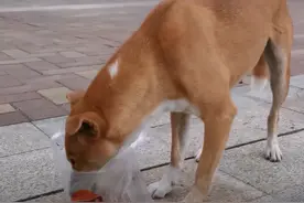 一窝小狗被活埋，自此开朗流浪狗妈郁郁寡欢，狗妈：我好想你们图片