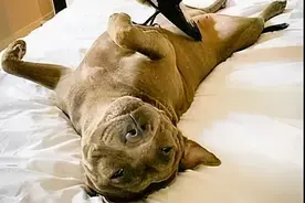 狗子捡了只受伤的喜鹊当娃养，自己都没怀过孕竟然产奶了图片