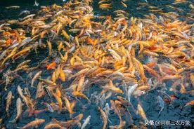 想要养鱼不发愁，正确使用黄粉很关键，这些问题黄粉都可以解决图片
