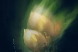 手机如何拍出“仙气十足”的荷花？学学这两招“摄影，后期”技巧图片