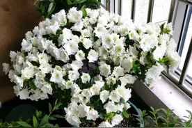 求助花友关于杜鹃花修剪的问题：满树是花苞的杜鹃花该怎么修剪？图片