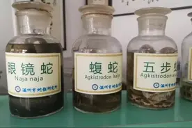 大伯捡了一条被轧死的眼镜蛇回家吃，剪蛇头时看了它一眼，竟然差点失明图片