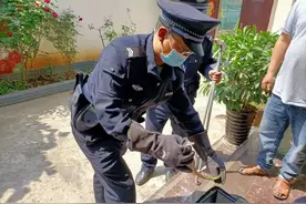 卧室惊现1米红脖蛇！昌宁一居民吓坏了...图片