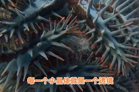 海星进食生子的方式太另类了，带你去看看图片