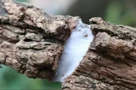 中药古今研究：杜仲图片