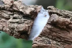 中药古今研究：杜仲图片