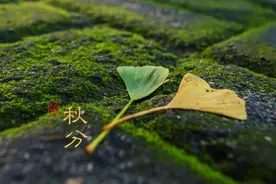 夜读丨秋分：欲说还休，却道天凉好个秋图片