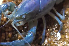 蝎子和龙虾的战斗，同样身披铠甲，同样长有巨钳，谁胜谁负？