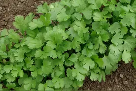 露地香菜如何越冬？菜农这样做，不用花钱买，新鲜香菜一冬吃不完图片