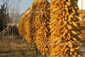 玉米亩产超2000斤高产管理技术图片