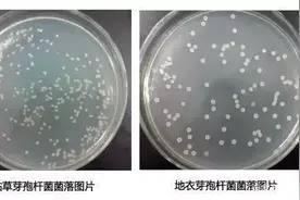 你用过那么多次芽孢，那你用的对不对？图片