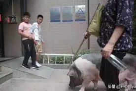 深圳姑娘买的宠物猪长成300斤胖猪猪！会乘电梯开门回家图片