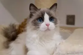 被猫咪踩过奶的人，才算猫主子选中的人图片
