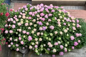 一朵绣球花开10多20天正常吗？如何延长绣球花的花期？图片