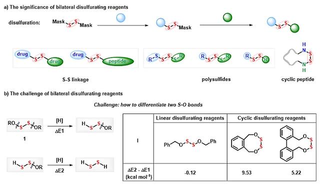 中环二硫的张力差带来多硫多样性