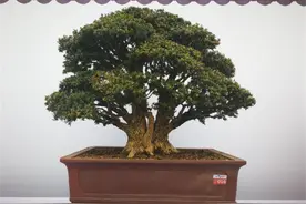 雀舌黄杨盆景的养殖方法和注意事项：没想象中难，但需要有耐心图片