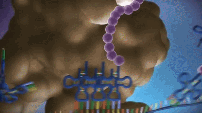 最初的病毒从哪里来？你可能会吃惊，它们其实源自我们的细胞