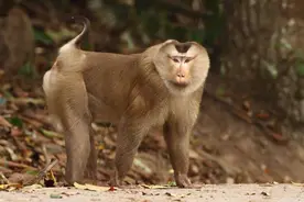 云南这种猴子长着猪尾巴，留着平头，一天能摘1000个椰子图片