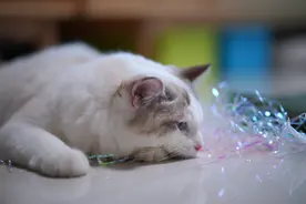 布偶猫瓜瓜与条花棒图片