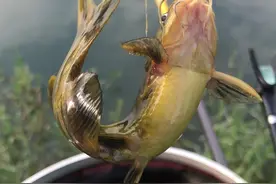 你可能钓到假的黄辣丁！4种分辨方法，前2种简单，后2种最难辨图片