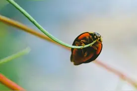 为什么男人总是对“安静的女人”着迷？图片