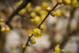 又是一年蜡梅盛开季，寻找徐州清朝就久负盛名的蜡梅名品素心金莲图片