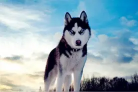 六组“双胞胎”狗狗，很多人到现在还分不清，你呢？图片