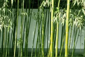 “门前不栽竹，房后不栽树”，这4个地方不宜种竹子，很有讲究图片