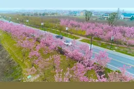 藏不住了！湖州人赏花就去这11个地方！大部分都免费图片