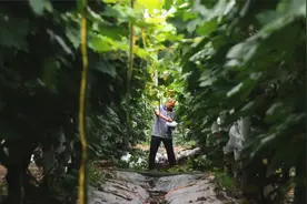 2小时500斤！最新鲜的马陆葡萄这样从田间到舌尖图片