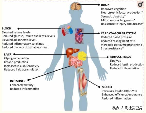 减脂时服用BCAA或许不是一个好的选择