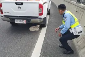 动物也“疯狂”！流浪小狗迷路走上金湾立交，交警一路暖心护送！图片