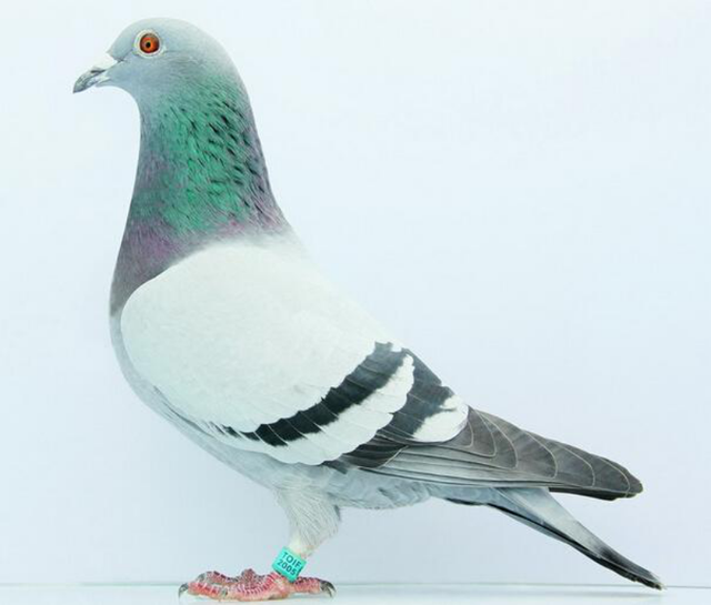 赛鸽小知识：赛后调理很重要，护理好延长赛龄不是问题