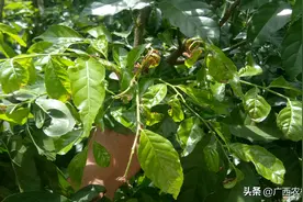 广西黄皮树这种通病！必须要懂得处理，否则又是风景树图片