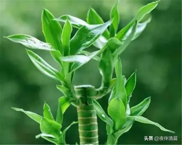 自己在家配置富贵竹营养液，学会这些，让你的富贵竹迅速生长