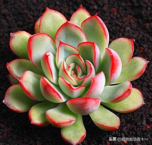 多肉补全计划--雨燕座